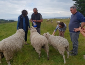 Roslyn's sheep